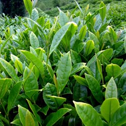 Camellia sinensis